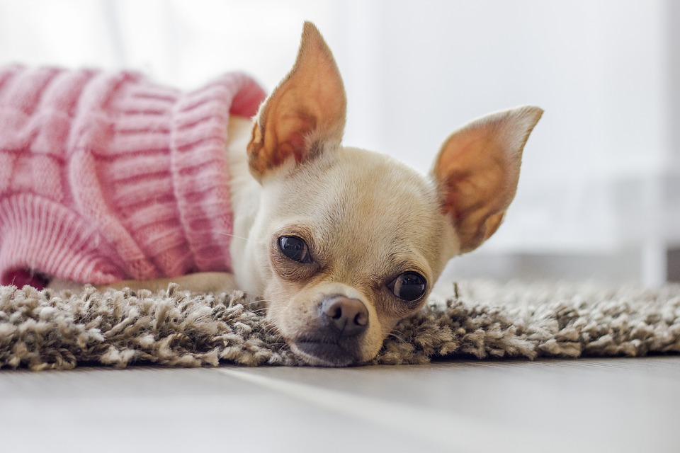 Image of a chihuahua