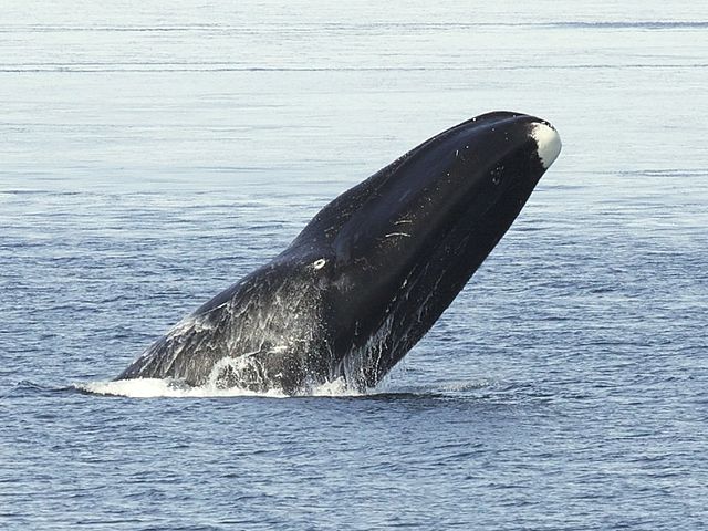 Bowhead Whales can live to over 200 years old. Image credit: Kate Stafford via Wikicommons 