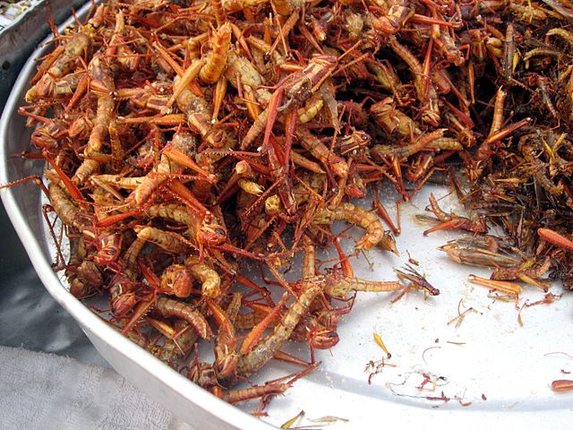 Fried grasshoppers in Bangkok. Image credit: Thomas Schoch, CC-BY-SA  