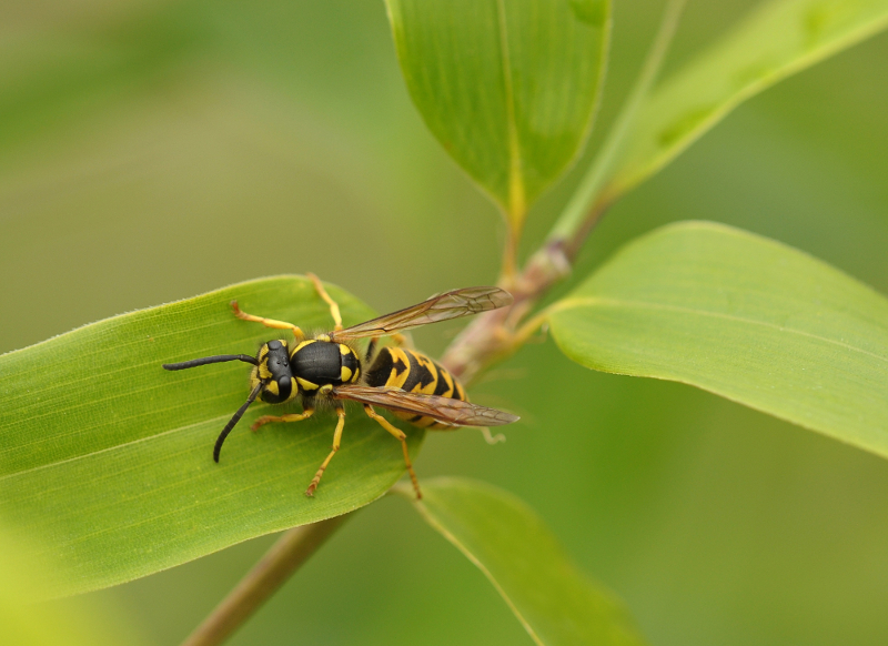 Wasp on a leaf. Wasp on a leaf.