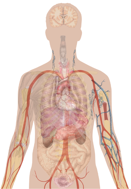 Vector of the human anatomy in the torso