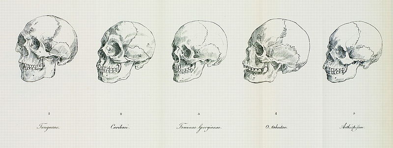 Illustration of Blumenbach’s five skulls