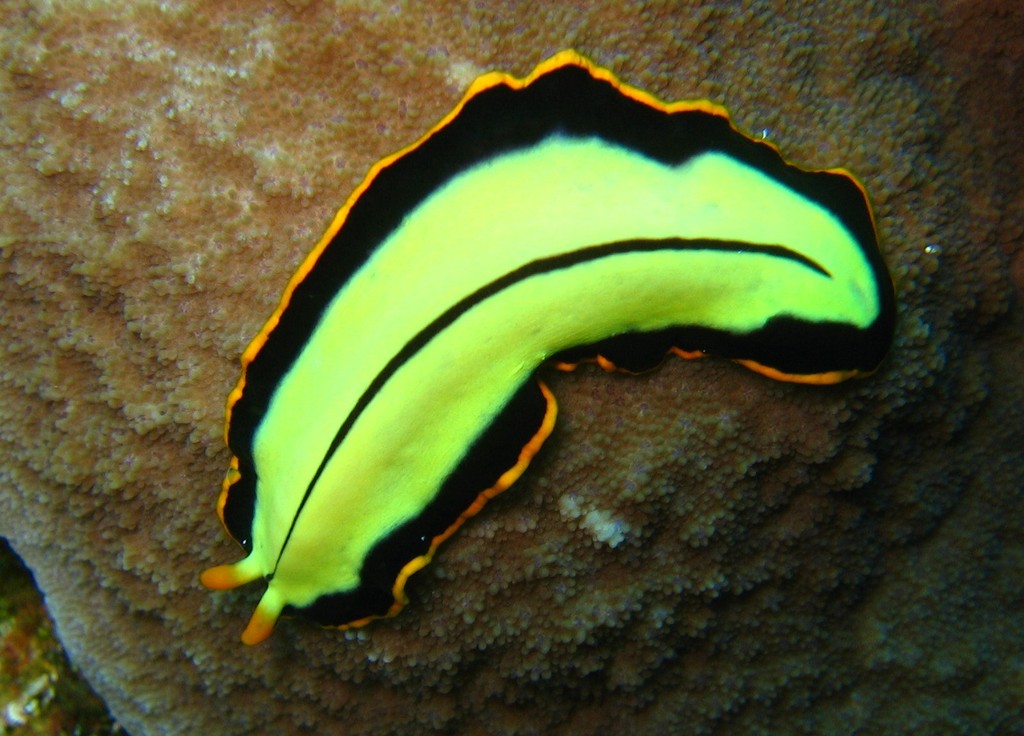 A fluorescent green flatworm pictured in the Osprey Reef, Coral Sea.