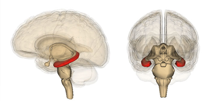 Hippocampus areas of the brain 