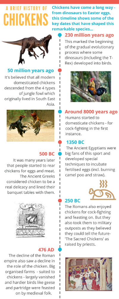  A BRIEF HISTORY OF CHICKENS Chickens have come a long way - from dinosaurs to Easter eggs, this timeline shows some of the key dates that have shaped this remarkable species... 230 million years ago This marked the beginning of the gradual evolutionary process where some dinosaurs (including the T-Rex) developed into birds. 50 million years ago It's believed that all modern domesticated chickens descended from the 4 types of jungle fowl which originally lived in South East Asia. Around 8000 years ago Humans started to domesticate chickens - for cock-fighting in the first instance. 1350 BC The Ancient Egyptians were big fans of this sport and developed special techniques to incubate fertilised eggs (incl. burning camel poo and straw). 500 BC It was many years later that people started to rear chickens for eggs and meat. The Ancient Greeks considered chicken to be a real delicacy and lined their banquet tables with them. 250 BC The Romans also enjoyed chickens for cock-fighting and feasting on. But they also took them to military outposts as they believed they could tell the future- 'The Sacred Chickens' as raised by priests. 476 AD The decline of the Roman empire also saw a decline in the role of the chicken. Big organised farms  - suited to chickens - largely vanished and hardier birds like geese and partridge were feasted on by medieval folk.  