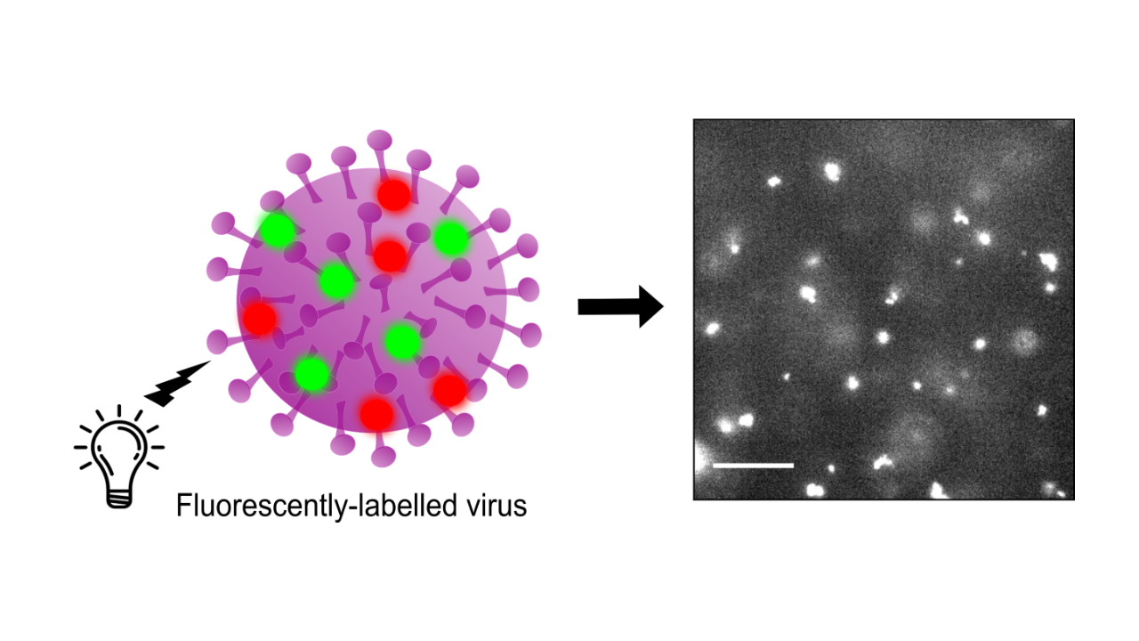 Image modified from Robb, Taylor et al. ‘Rapid functionalisation and detection of viruses via a novel Ca2+-mediated virus-DNA interaction’ 