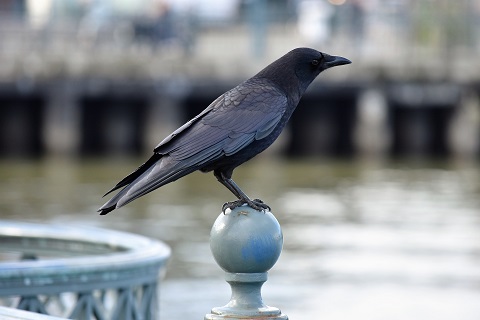Image of a crow