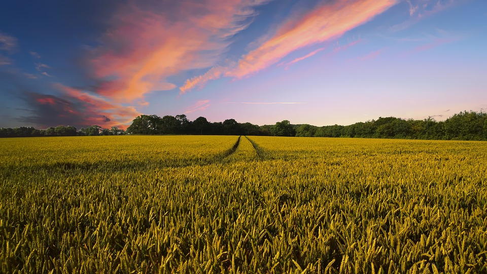 A farmer's field of crops.