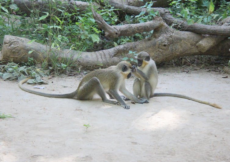 Two monkeys grooming each other
