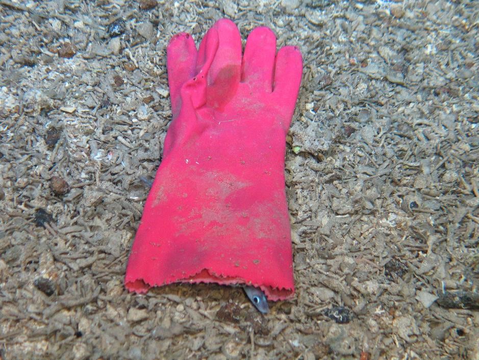 A plastic glove with a sea creature coming out from underneath it