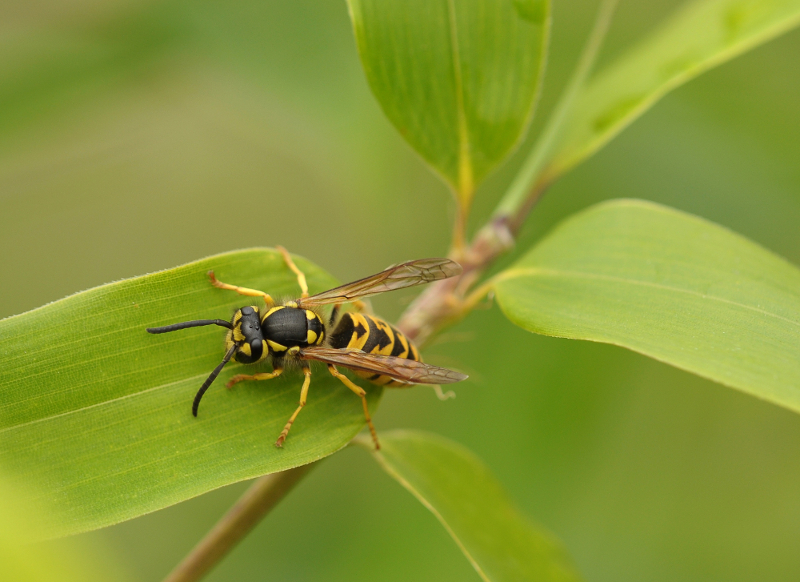Wasp on a leaf. 