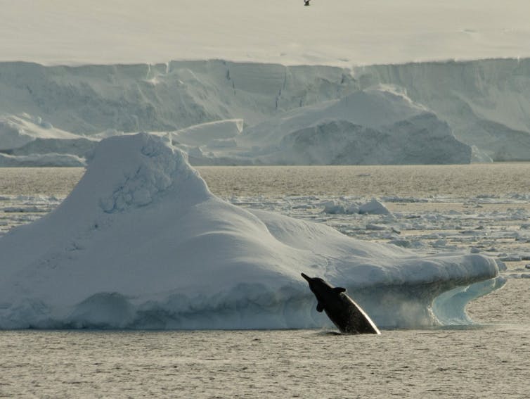 Image of a beaked whale next to an iceberg