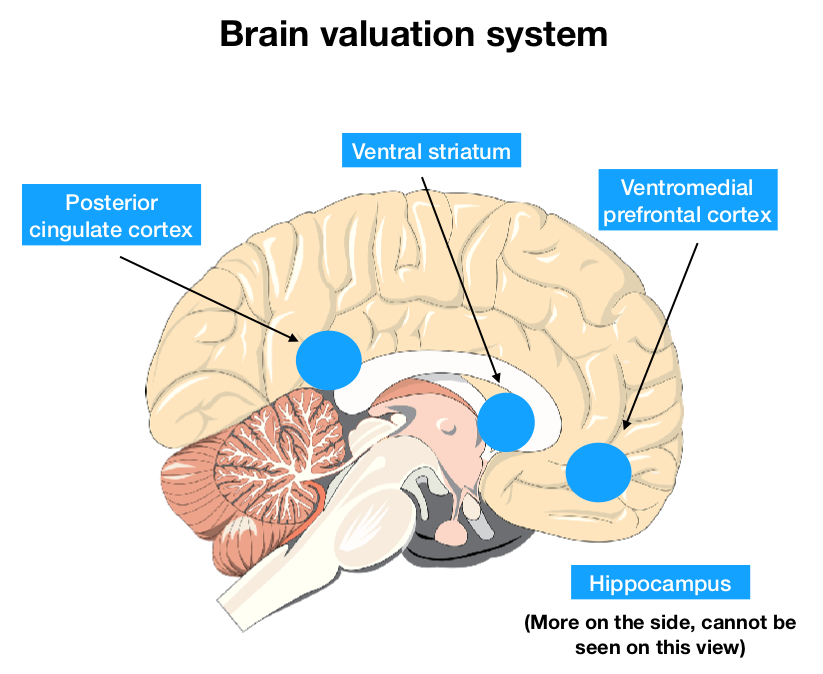 The brain valuation system which includes the Posterior cingulate cortex, the Ventral striatum, Hippocampus and the Ventromedial prefrontal cortex.
