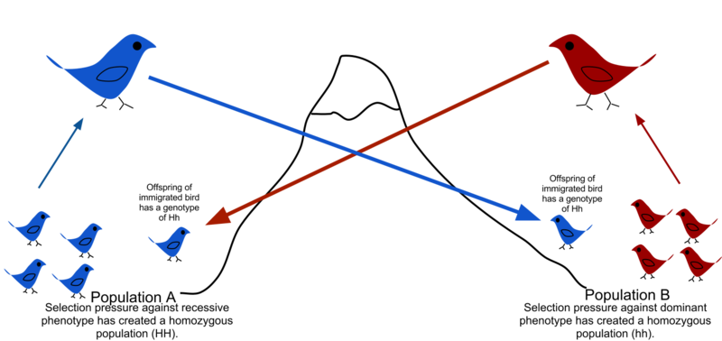 Diagram showing gene flow of two populations