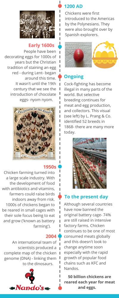 1200 AD Chickens were first introduced to the Americas by the Polynesians. They were also brought over by Spanish explorers. Early 1600s People have been decorating eggs for 1000s of years but the Christian tradition of staining an egg red - during Lent- began around this time. It wasn't until the 19th century that we see the introduction of chocolate eggs- nyom nyom. Ongoing Cock-fighting has become illegal in many parts of the world. But selective breeding continues for meat and egg production, and collectors. This visual (see left) by L. Prang & Co. identified 52 breeds in 1868- there are many more today. 1950s Chicken farming turned into a large scale industry. With the development of food with antibiotics and vitamins, farmers could raise birds indoors away from risk. 1000s of chickens began to be reared in small cages with their sole focus being to eat and grow ('known as battery farming'). To the present day Although several countries have now banned the original battery cage- 74% are still raised in intensive factory farms. Chicken continues to be one of most consumed meats globally and this doesn't look to change anytime soon especially with the rapid growth of popular food chains such as KFC and Nandos. 2004 An international team of scientists produced a complete map of the chicken genome (DNA) - linking them to the dinosaurs. 