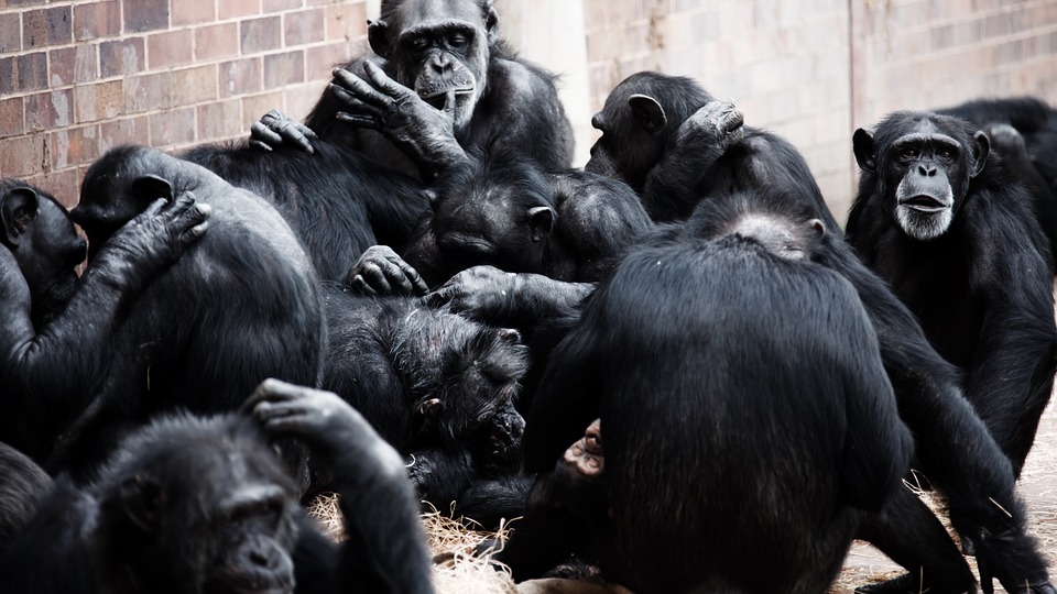 A group of Chimpanzees