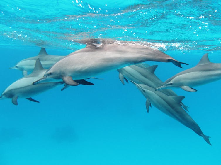 A pod of spinner dolphins in the Red Sea. Alexander Vasenin/Wikimedia, CC BY-SA