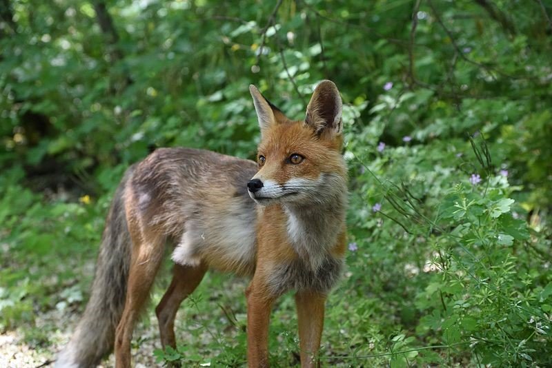 Fox in Chernobyl exclusion area