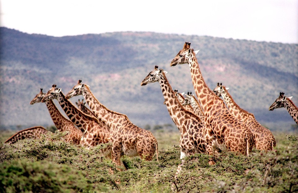 A herd of giraffes